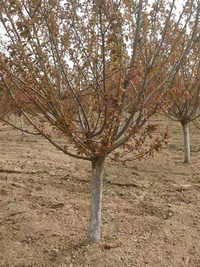 点击查看详细信息<br>标题：樱花 阅读次数：917