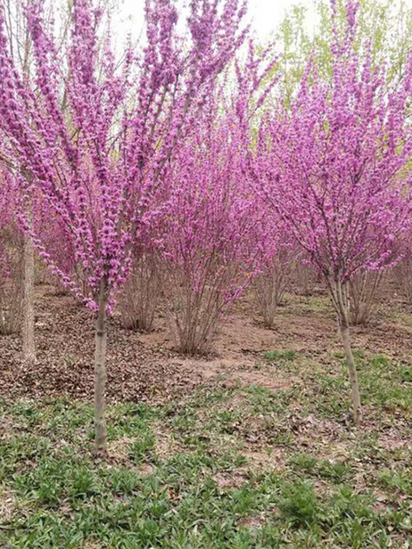 点击查看详细信息<br>标题：紫荆 阅读次数：937