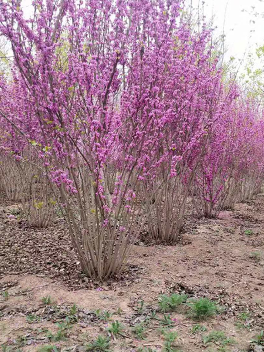 点击查看详细信息<br>标题：紫荆 阅读次数：992