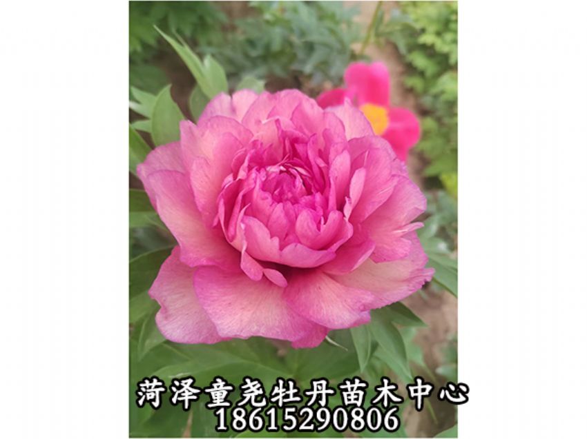 点击查看详细信息<br>标题：棒棒糖 阅读次数：901