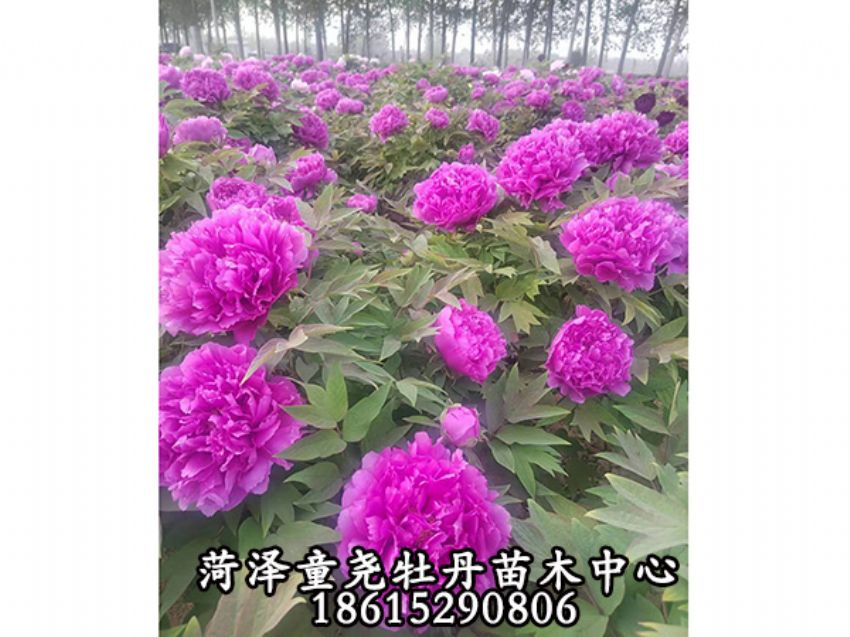 点击查看详细信息<br>标题：层中笑 阅读次数：852