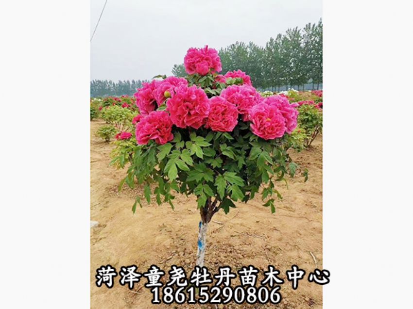 点击查看详细信息<br>标题：独杆花王 阅读次数：803