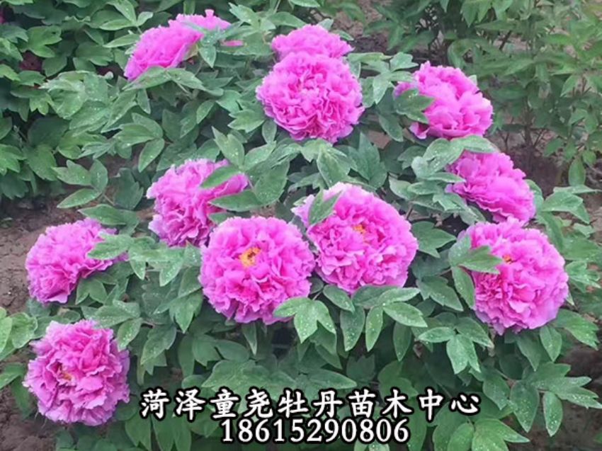 点击查看详细信息<br>标题：二乔 阅读次数：791