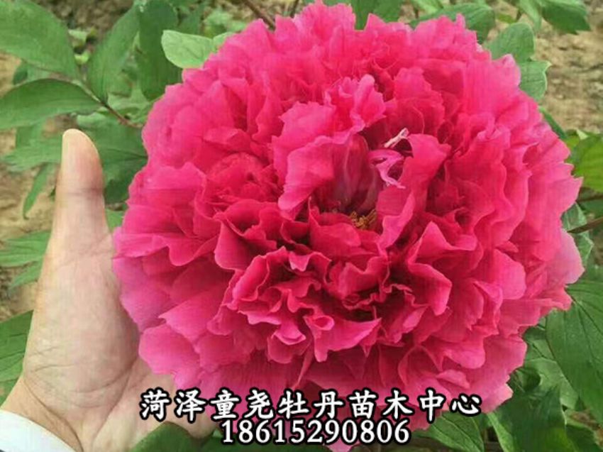点击查看详细信息<br>标题：花王 阅读次数：867