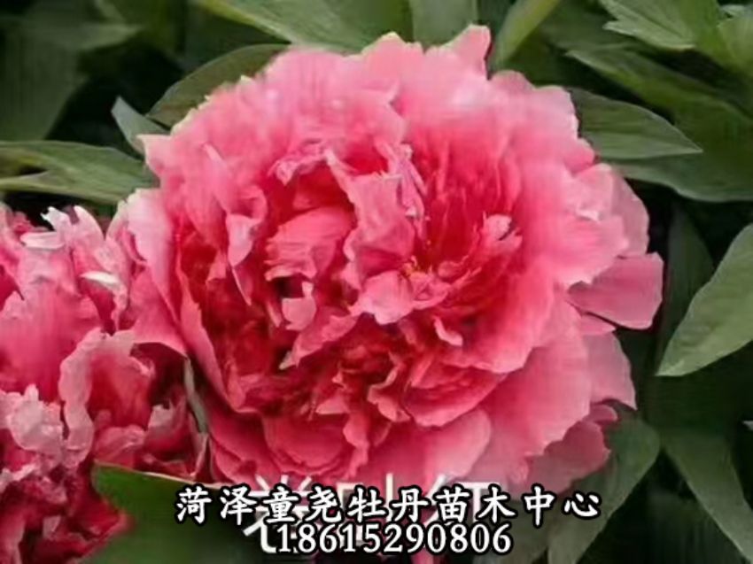 点击查看详细信息<br>标题：卷叶红 阅读次数：927