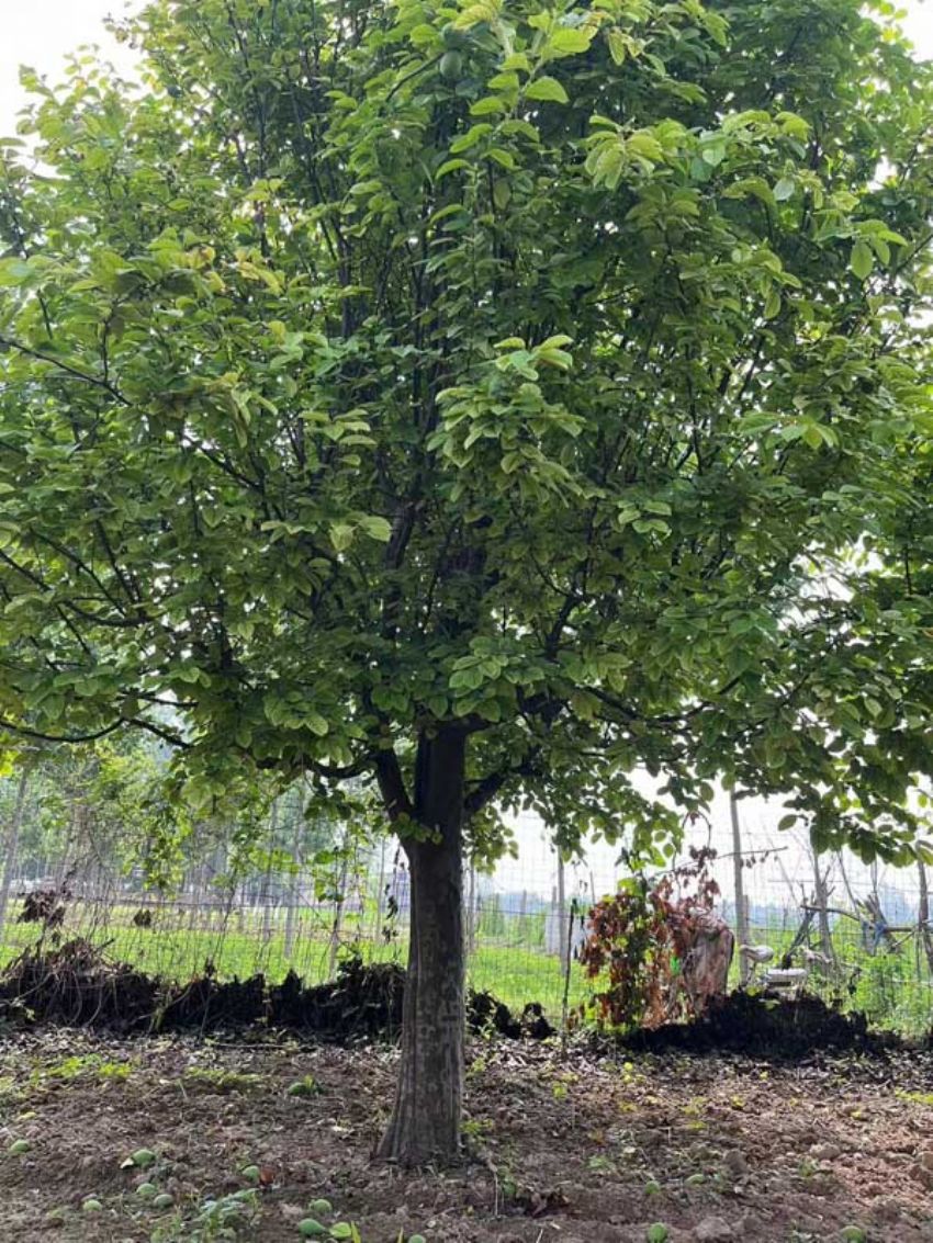 点击查看详细信息<br>标题：百年木瓜 阅读次数：207