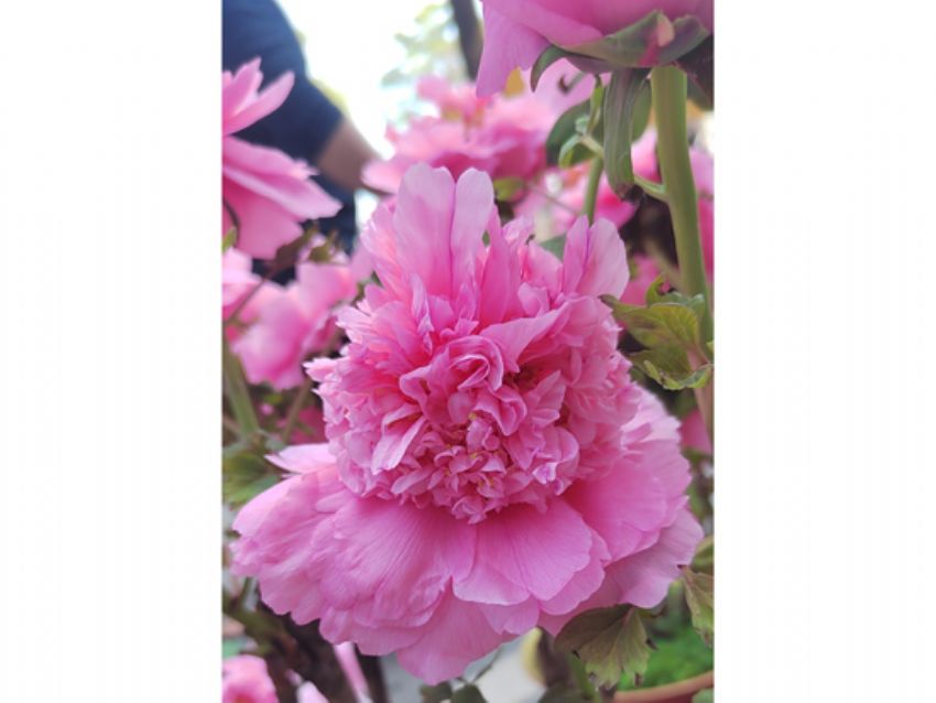 点击查看详细信息<br>标题：盆栽催花牡丹 阅读次数：3652