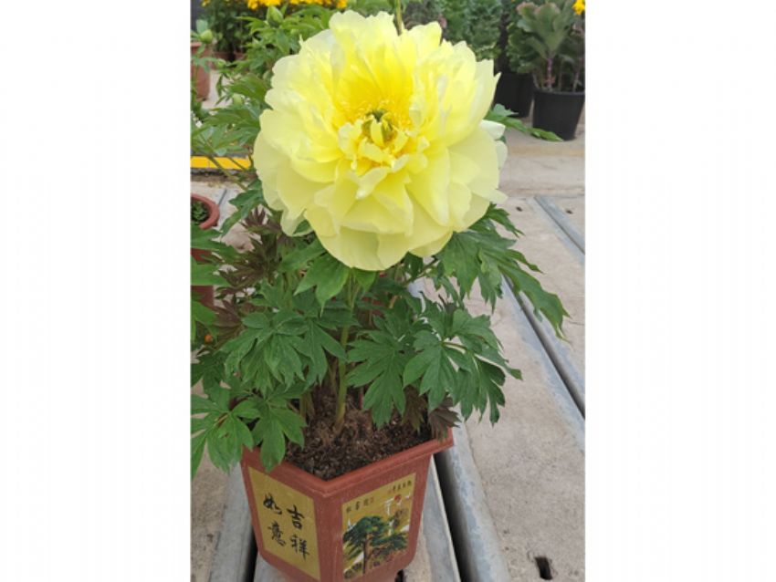 点击查看详细信息<br>标题：盆栽催花牡丹 阅读次数：2529