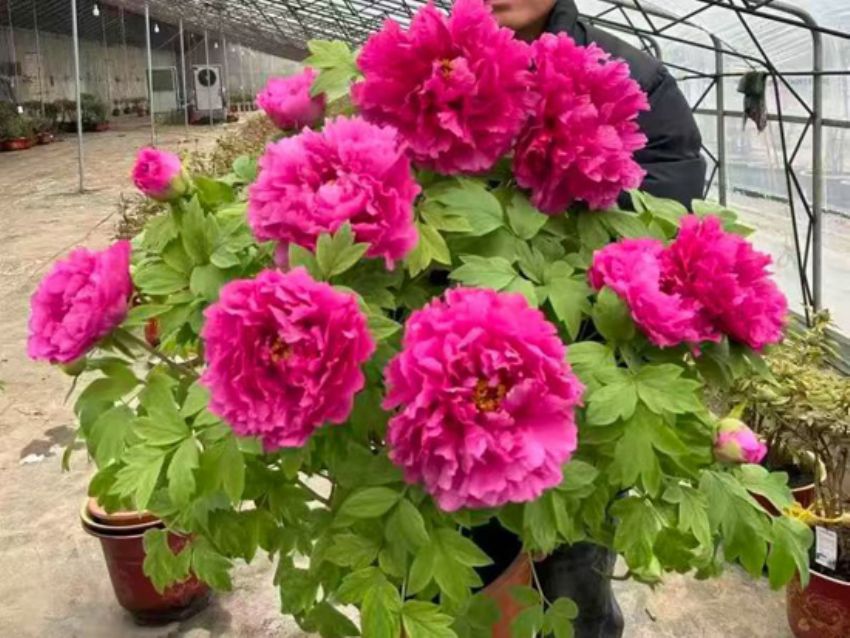 点击查看详细信息<br>标题：盆栽催花牡丹 阅读次数：3168