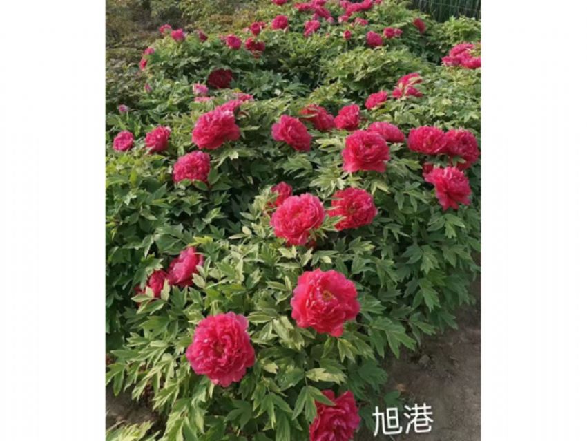 点击查看详细信息<br>标题：盆栽催花牡丹 阅读次数：2092