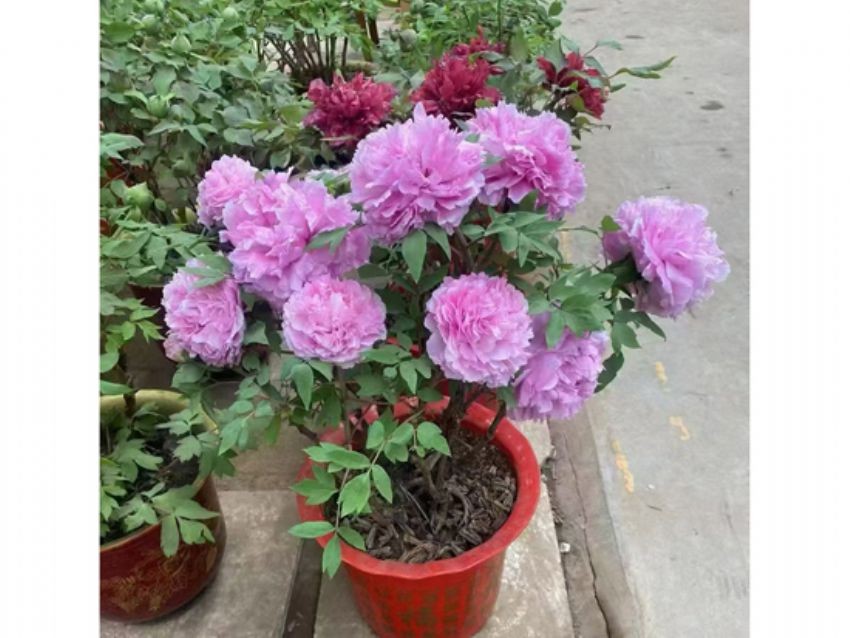 点击查看详细信息<br>标题：盆栽催花牡丹 阅读次数：3213