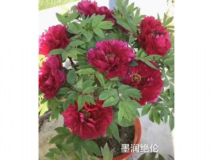 点击查看详细信息<br>标题：盆栽催花牡丹 阅读次数：2174