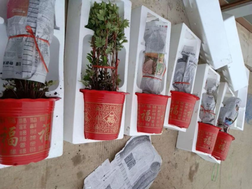 点击查看详细信息<br>标题：盆栽催花牡丹 阅读次数：2342