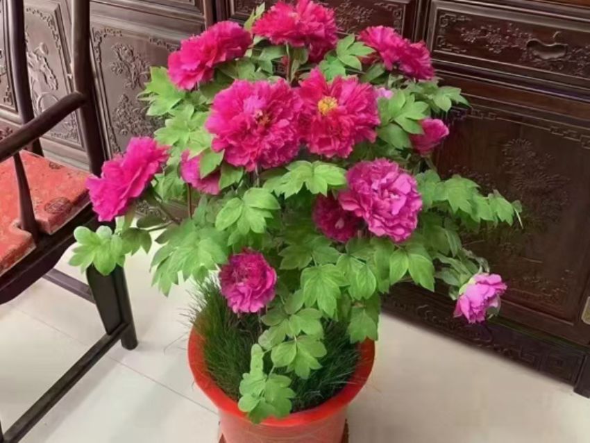 点击查看详细信息<br>标题：盆栽催花牡丹 阅读次数：3231