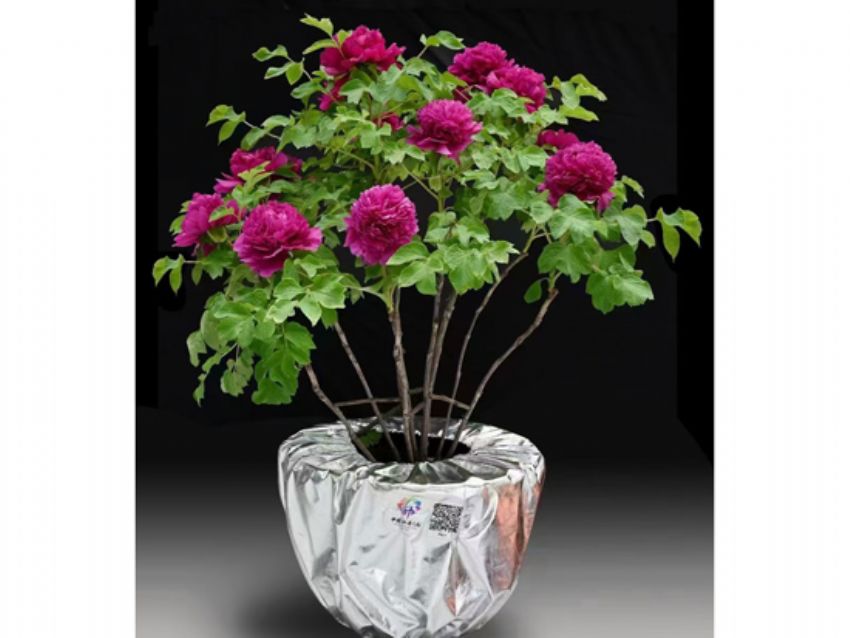 点击查看详细信息<br>标题：盆栽催花牡丹 阅读次数：2116