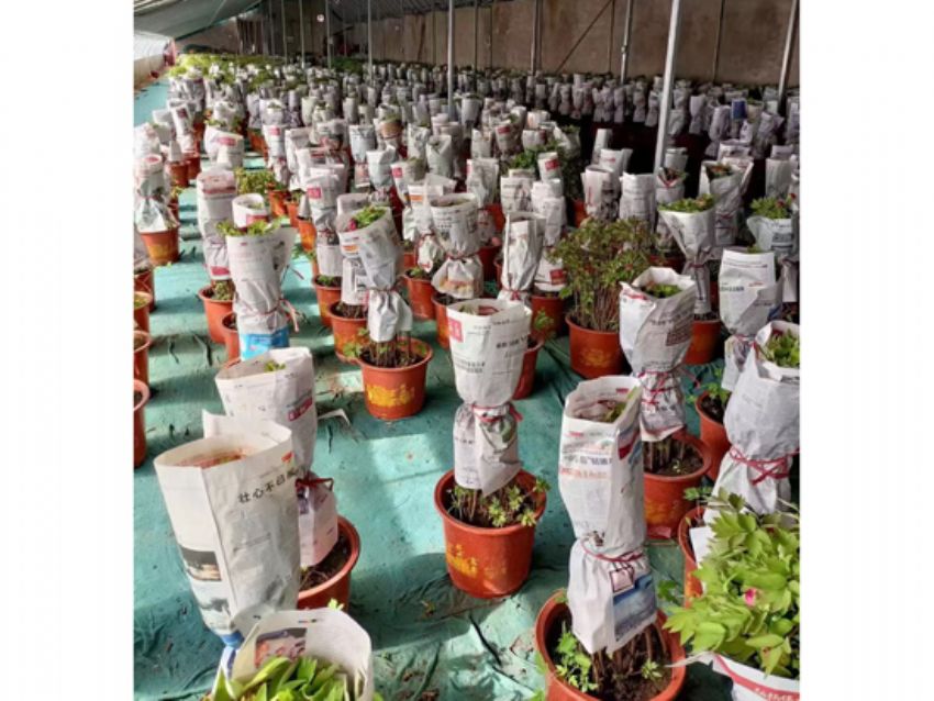 点击查看详细信息<br>标题：盆栽催花牡丹 阅读次数：1830