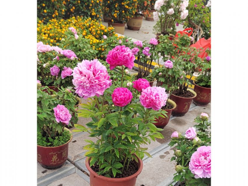 点击查看详细信息<br>标题：盆栽催花牡丹 阅读次数：1732