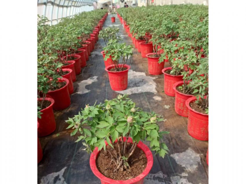 点击查看详细信息<br>标题：盆栽催花牡丹 阅读次数：1986