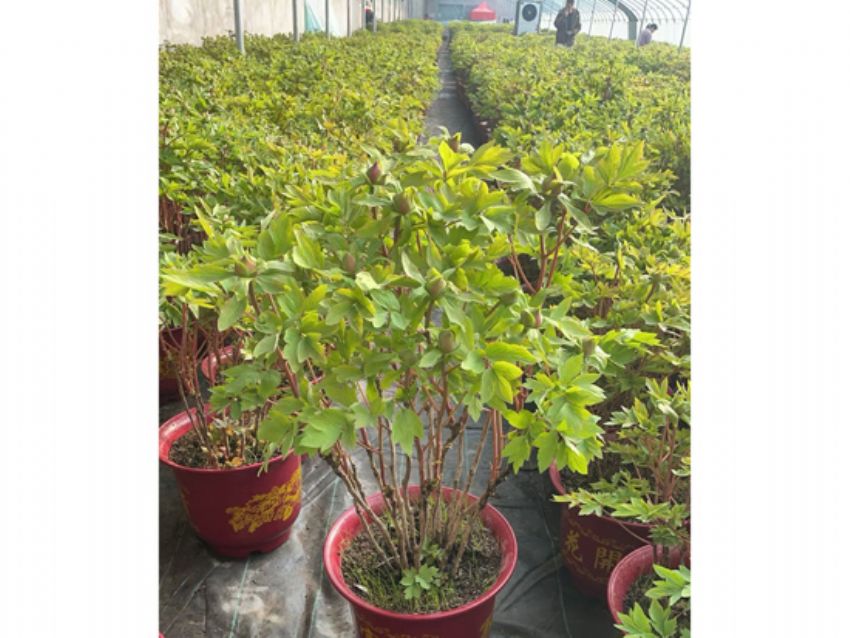 点击查看详细信息<br>标题：盆栽催花牡丹 阅读次数：1817