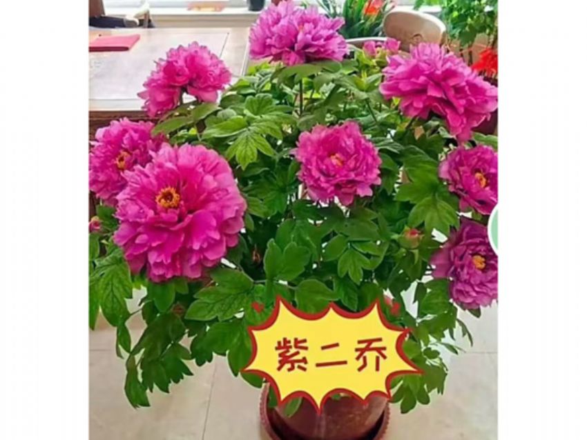 点击查看详细信息<br>标题：盆栽催花牡丹 阅读次数：1868