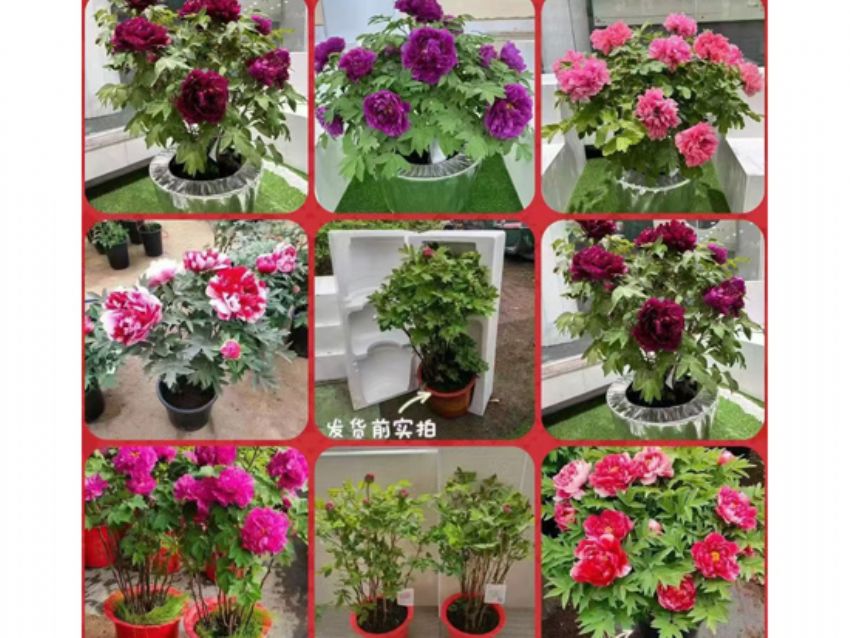 点击查看详细信息<br>标题：盆栽催花牡丹 阅读次数：1748