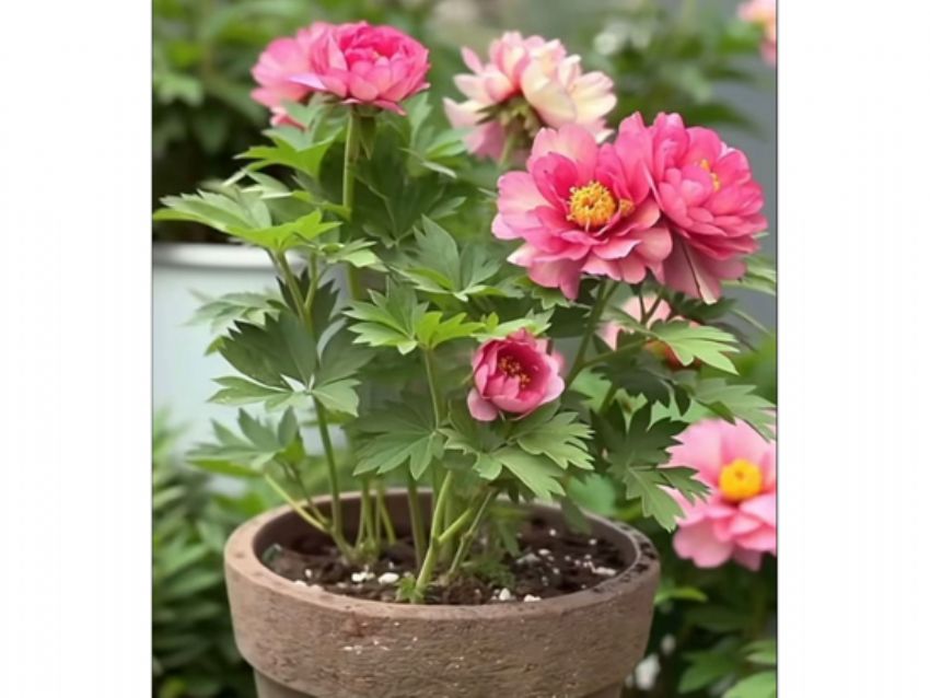 点击查看详细信息<br>标题：盆栽催花牡丹 阅读次数：1903