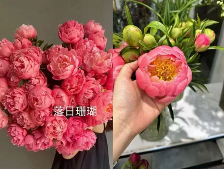 点击查看详细信息<br>标题：落日珊瑚 阅读次数：252