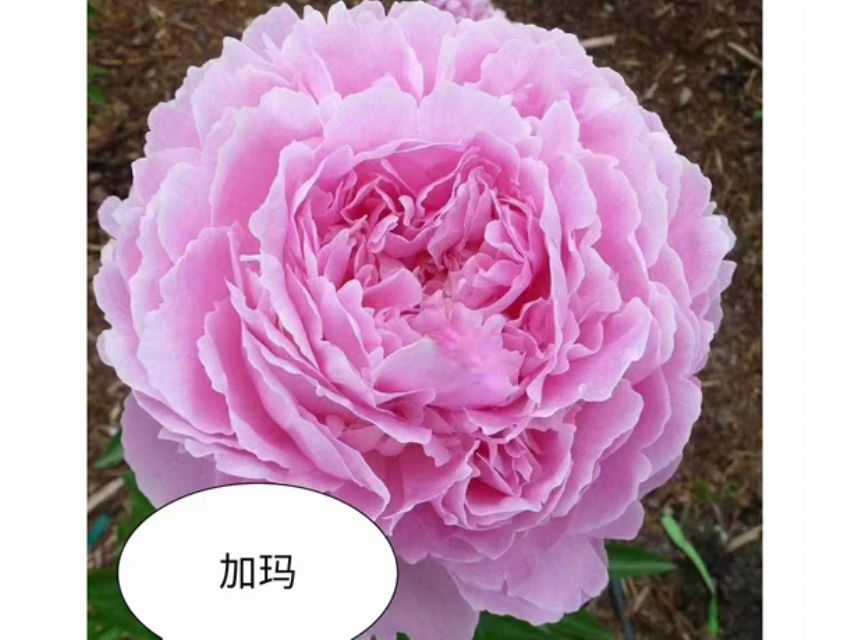 点击查看详细信息<br>标题：加玛 阅读次数：59