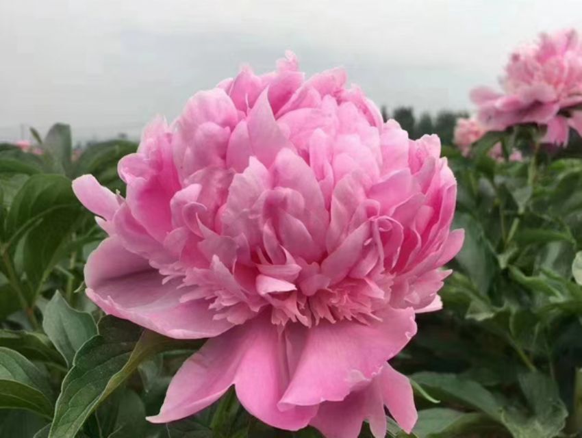 点击查看详细信息<br>标题：蒙斯 阅读次数：67