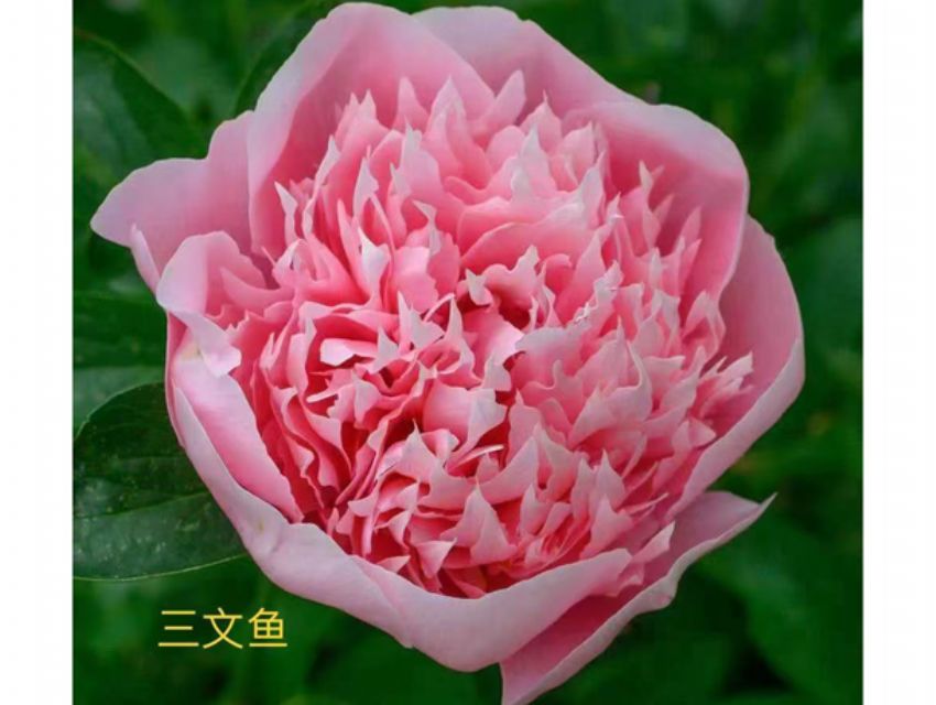 点击查看详细信息<br>标题：三文鱼 阅读次数：69