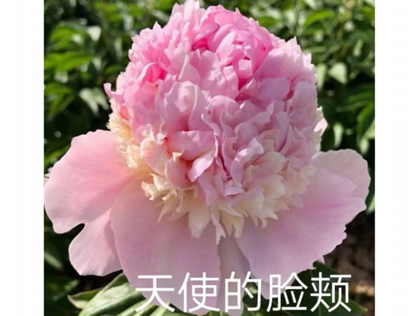 点击查看详细信息<br>标题：天 使脸颊 阅读次数：71