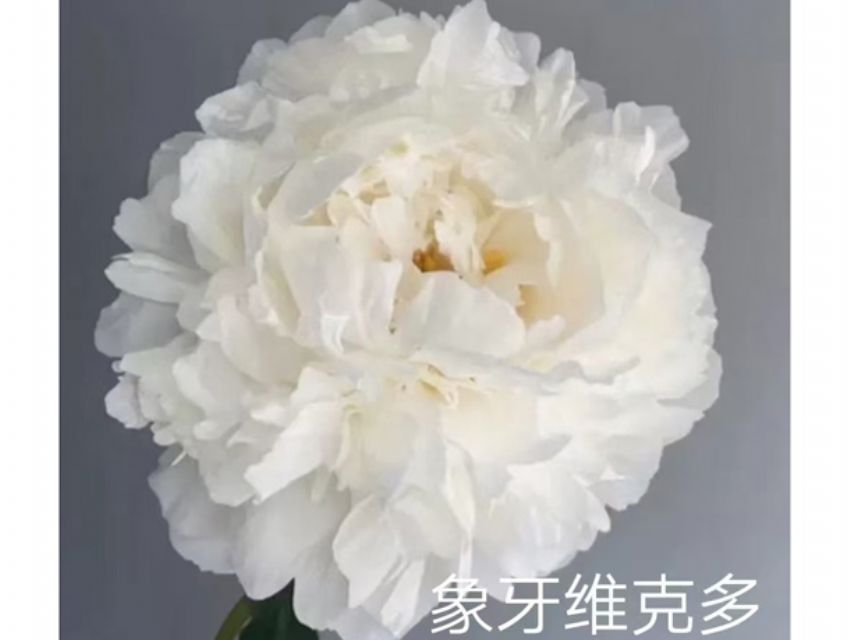 点击查看详细信息<br>标题：象牙维克多 阅读次数：191