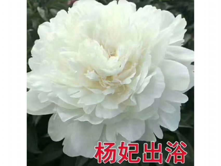 点击查看详细信息<br>标题：杨妃出浴 阅读次数：192