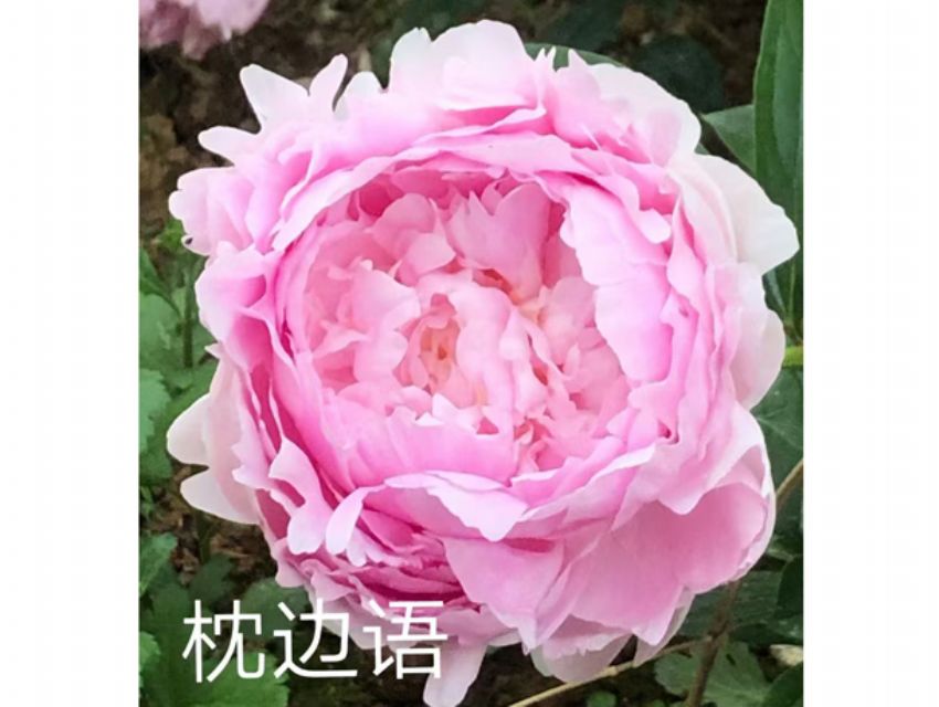 点击查看详细信息<br>标题：枕边语 阅读次数：151